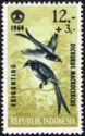 Black Drongo (Dicrurus macrocercus)