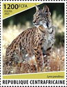 Iberian lynx (Lynx pardinus)