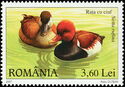 Red-crested Pochard (Netta rufina)