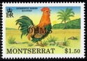 Rooster - Overprinted