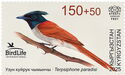 Asian Paradise Flycatcher (Terpsiphone paradisi)