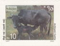 Achhami Cattle