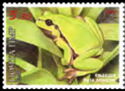 European Tree Frog (Hyla arborea)