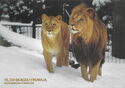 Wrocław Zoo in the lens - Lions