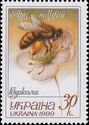 European Honey Bee (Apis mellifera)