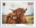 Highland Cow