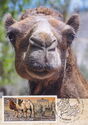 Camel