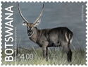 Antelopes of Botswana