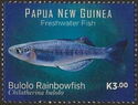 Bulolo Rainbowfish (Chilatherina bulolo)