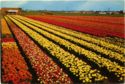 Holland in flowerdecoration