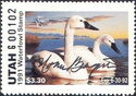 Tundra swan (Cygnus bewickii)