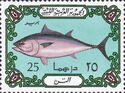 Atlantic Bluefin Tuna (Thunnus thynnus)