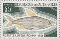 African Characid (Alestes luteus)