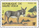 Donkey (Equus asinus asinus)