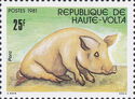 Domestic Pig (Sus scrofa domestica)
