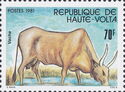 Zebu (Bos primigenius indicus)
