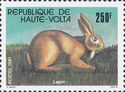 Domestic Rabbit (Oryctolagus cuniculus domesticus)