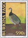 Double-spurred Francolin (Francolinus bicalcaratus)