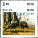 Wild turkey (Meleagris gallopavo)