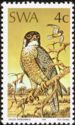 Peregrine Falcon (Falco peregrinus)