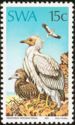 Egyptian Vulture (Neophron percnopterus)