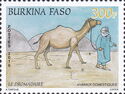 Dromedary (Camelus dromedarius)
