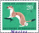 Stoat (Mustela erminea)