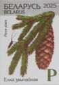 European spruce (Picea adies)