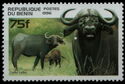 African Buffalo (Syncerus caffer)
