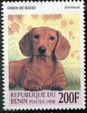 Dachshund (Canis lupus familiaris)