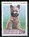 Cairn-Terrier (Canis lupus familiaris)