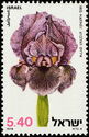 Gilboa Iris (Iris haynei)