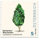 Common juniper (Juniperus communis)