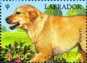 Labrador Retriever (Canis lupus familiaris)