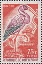 Afrikanischer Nimmersatt (Ibis ibis)