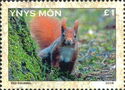 Red Squirrel