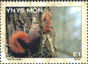 Red Squirrel