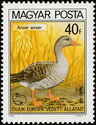 Greylag Goose (Anser anser)