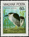 Black-crowned Night Heron (Nycticorax nycticorax)