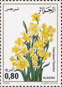 Narcissus (Narcissus tazetta)