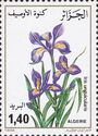 Iris (Iris unguicularis)