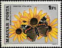 Red Admiral (Vanessa atalanta), Showy Black-eyed Susan (Rudb