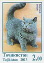British Shorthair Cat (Felis silvestris catus)