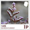 Rock Sea-Lavender (Limonium binervosum)
