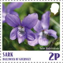 Violet (Viola riviniana)