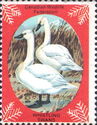 Whistling Swans