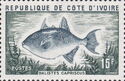 Grey Triggerfish (Balistes capriscus)