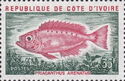 Atlantic Bigeye (Priacanthus arenatus)