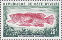 Bluespotted Seabass (Cephalopholis taeniops)
