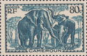 African Elephant (Loxodonta africana)